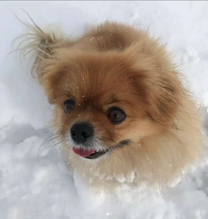 Pekachi sitting in snow while smiling