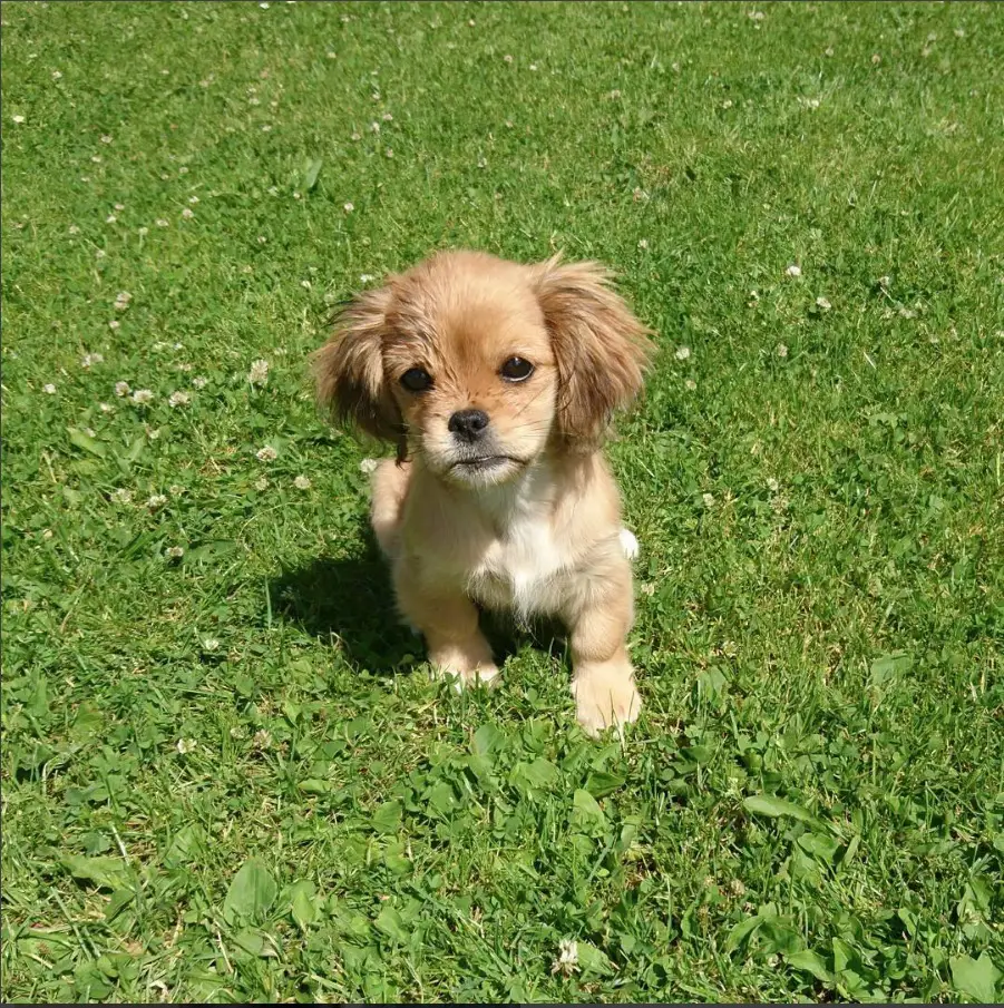 Pekachi puppy walking in green grass