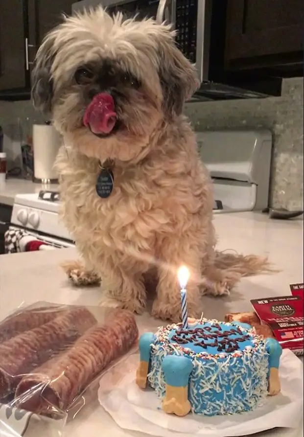 A cream Shih Tzu sitting on top of the counter while licking its nose in front of its cake and treats