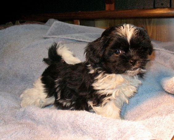 A peekapoo puppy standing on its bed