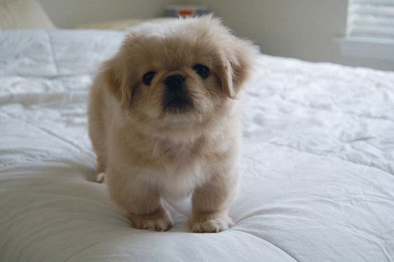 pekingese and poodle