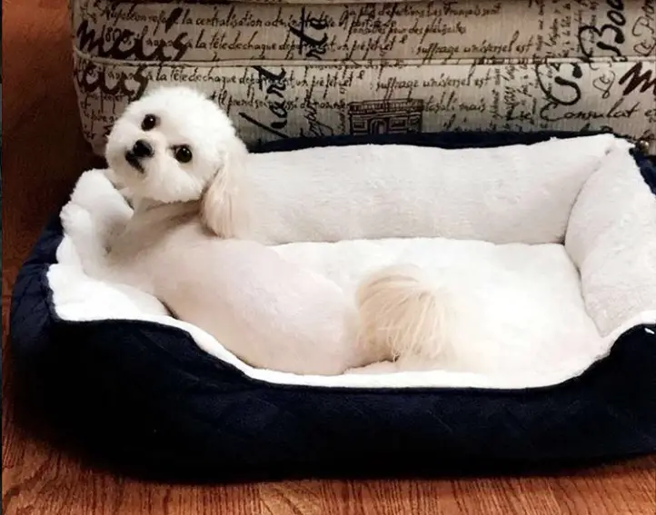A white Peke-A-Poo lying on its bed