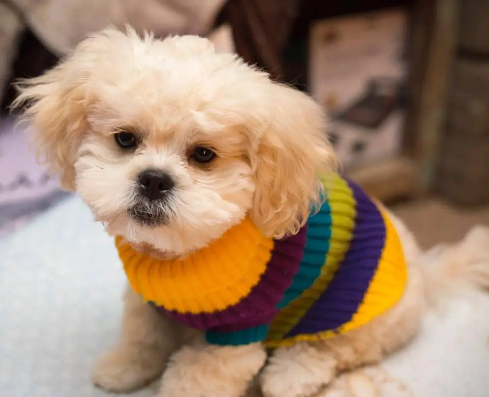 A cream Peke a Poo wearing colorful sweater while sitting on the bed with its sleepy face