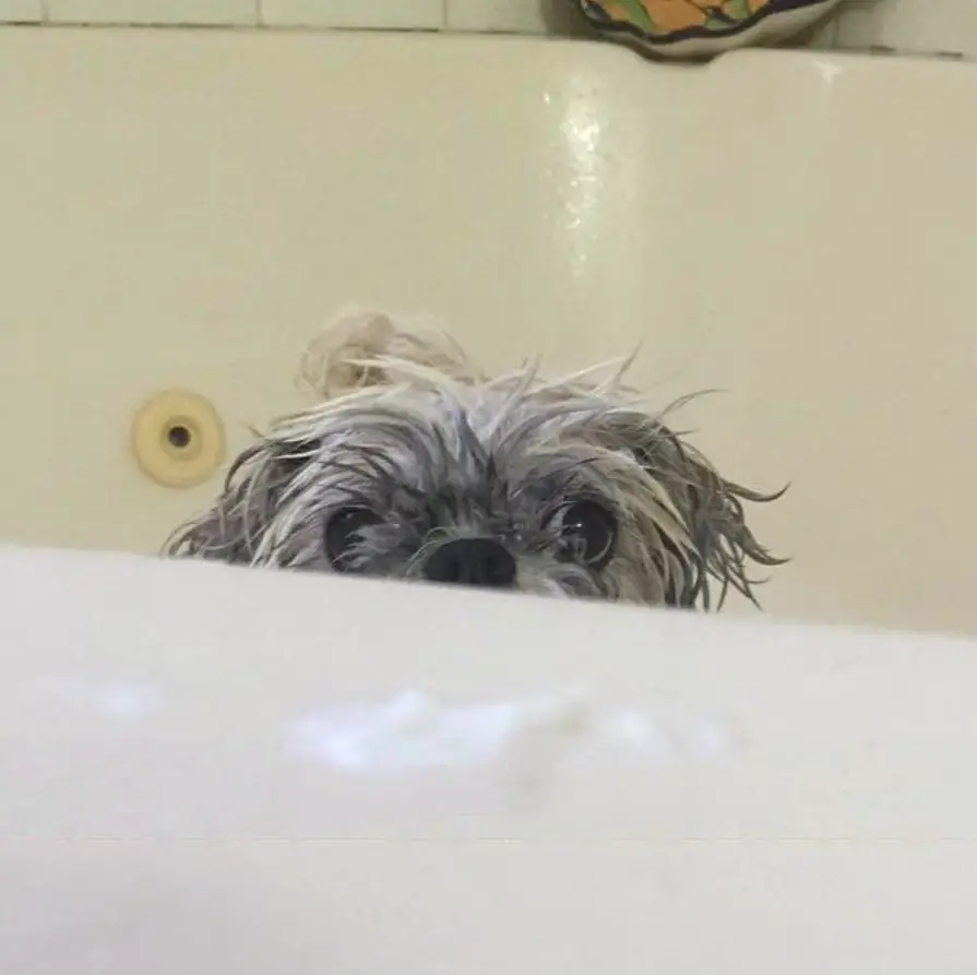 Peke-A-Tzu peeking in the bathtub