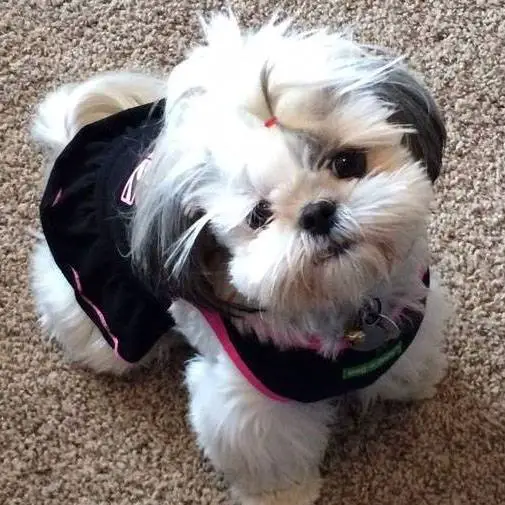 Peke-A-Tzu wearing a cute black dress while standing on the floor and looking up with its adorable face