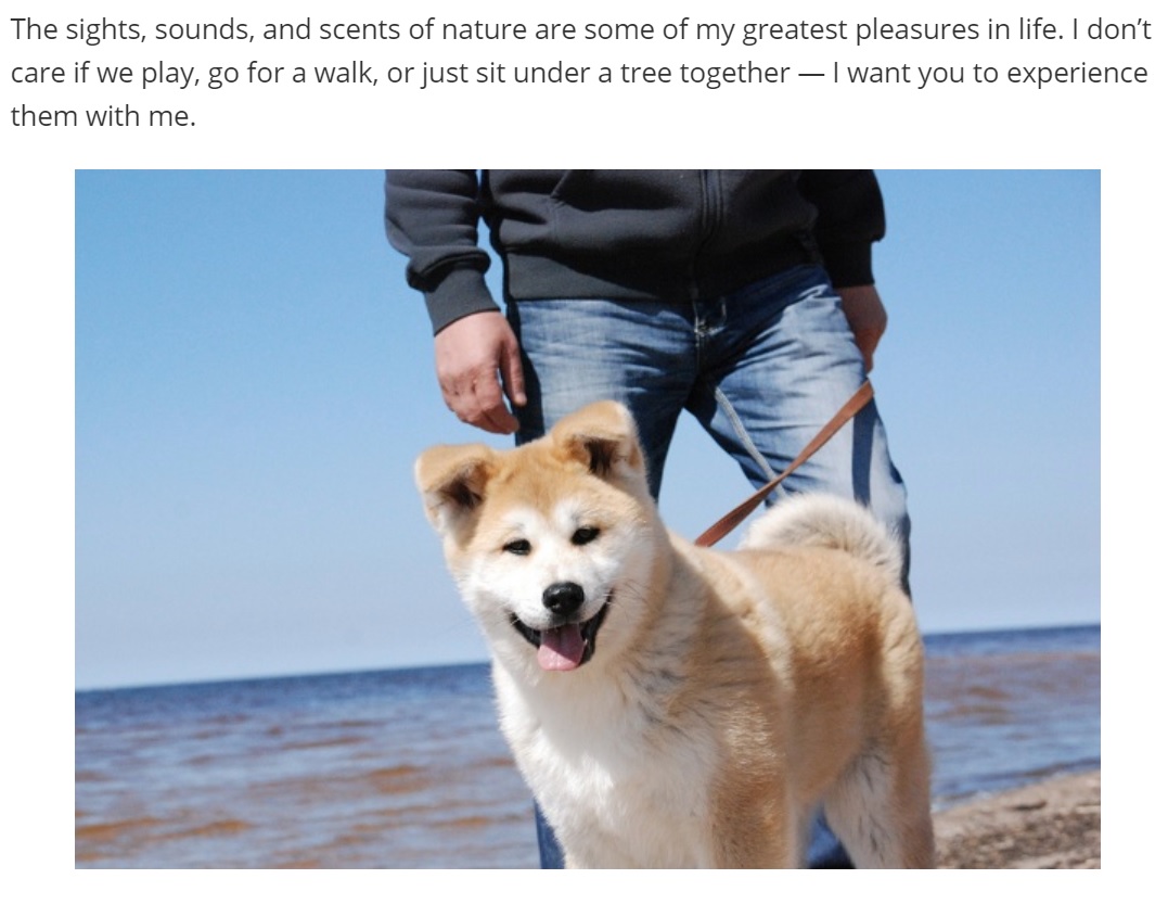An Akita Inu standing in the sand at the beach photo with caption - The sights, sounds, and scents of nature are some of my greatest pleasures in life. I don't care if we play, go for a walk, or just sit under a tree together - I want you to experience them with me.