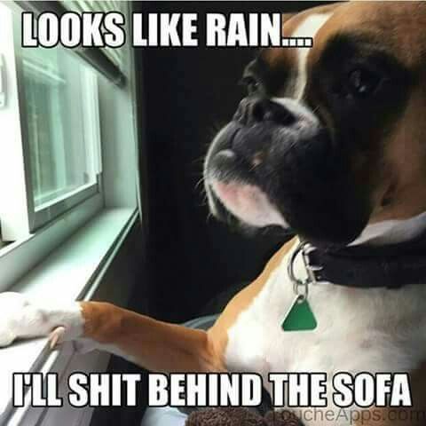 Boxer Dog looking out the window photo with a text 