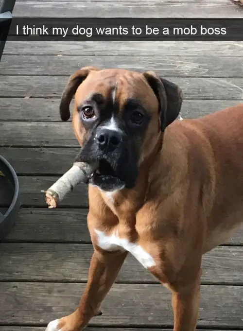 Boxer Dog with a branch on its mouth photo with a text 