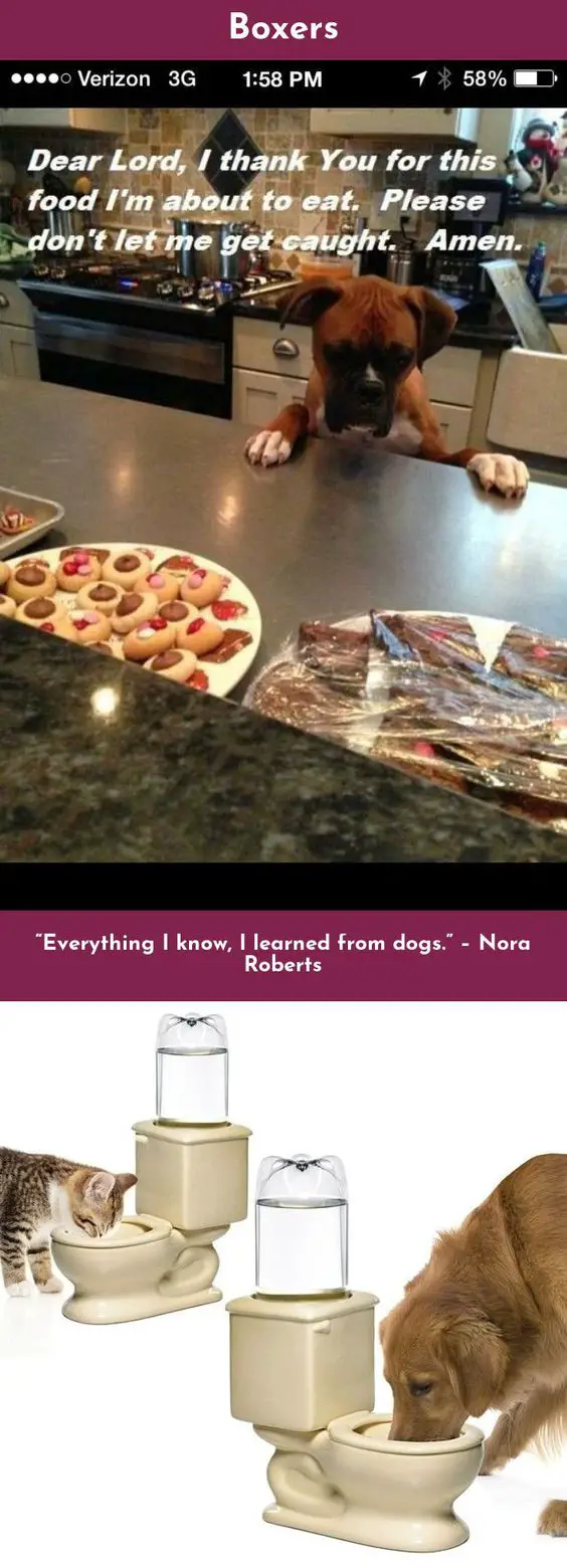Boxer Dog looking at the food in the table photo with a text 