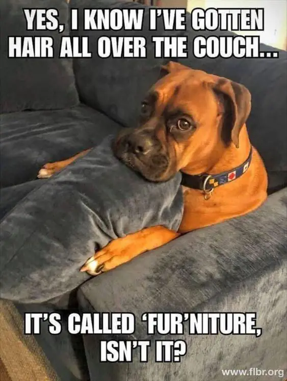 Boxer Dog sitting on the couch with its face resting on a pillow photo with a text 