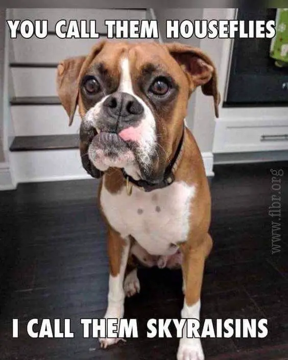 Boxer Dog sitting on the floor photo with a text 