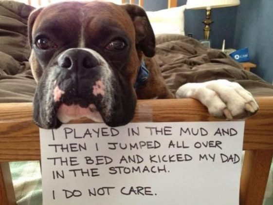 Boxer Dog in the bed with a note 
