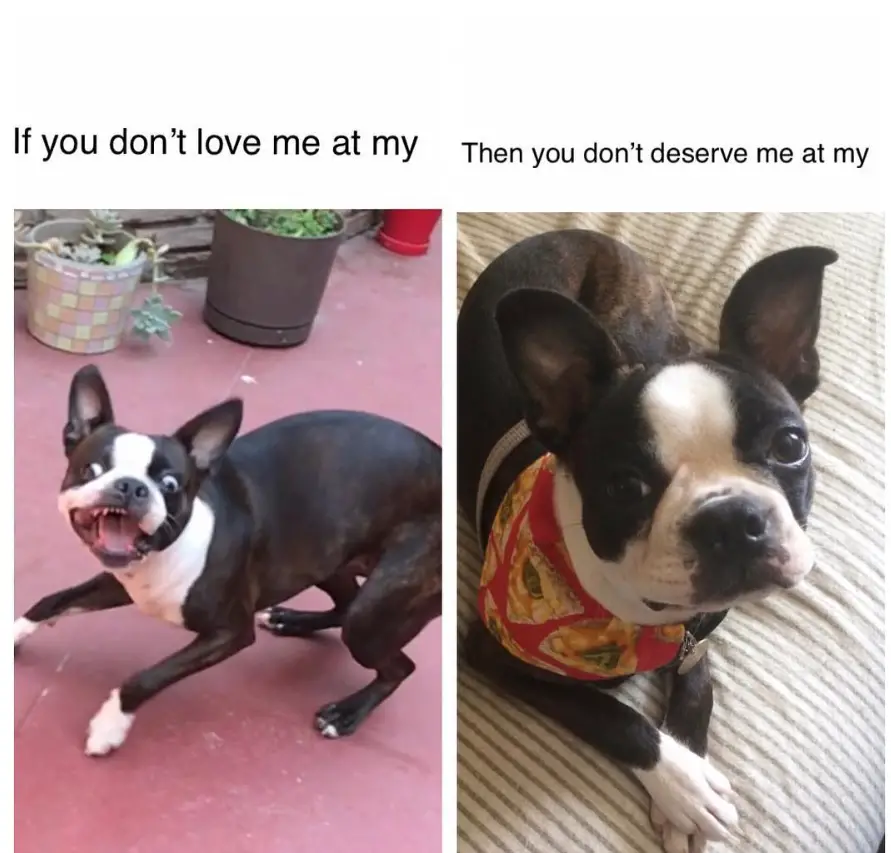 collage photo of a scared and a calm Boston Terrier with caption 