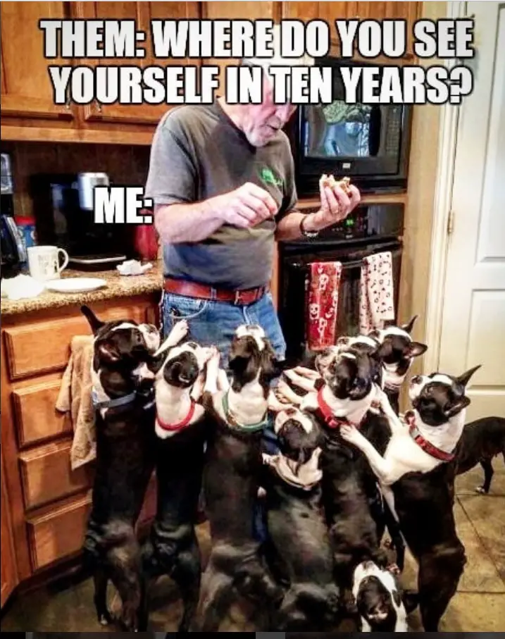 a man giving foo to his eight standing up against him Boston Terriers photo with a text 
