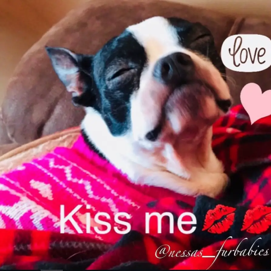 sleepy Boston Terrier on the couch photo with a text 