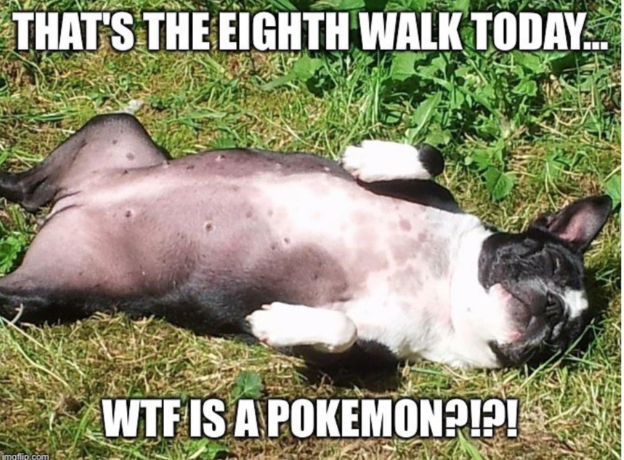 Boston Terrier lying on her back on the green grass photo with a text