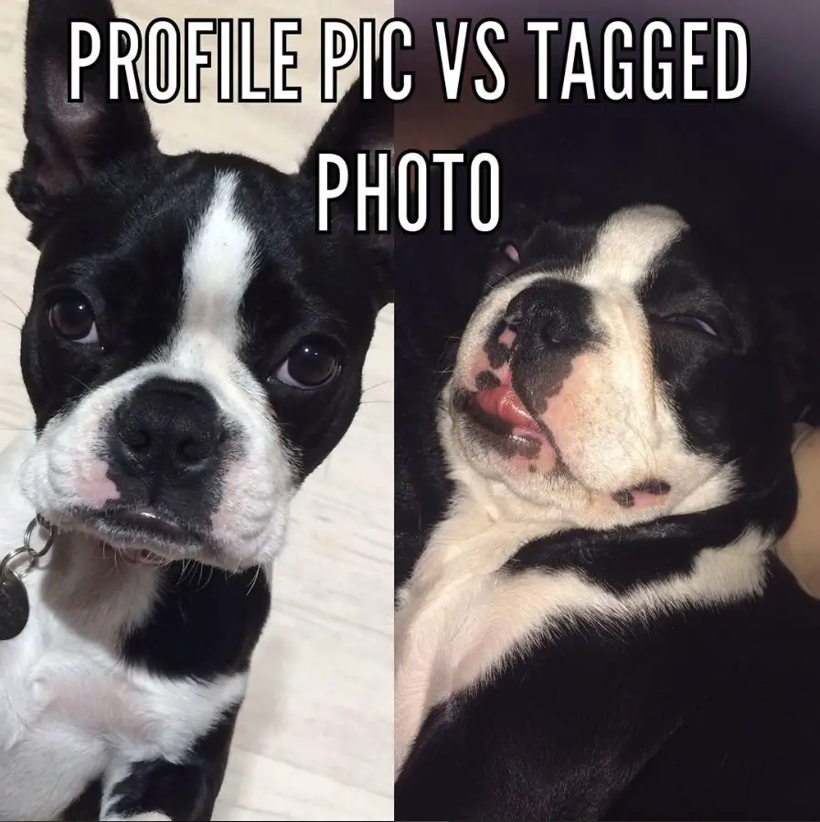 adorable and sleeping face of a Boston Terrier photos with a text 