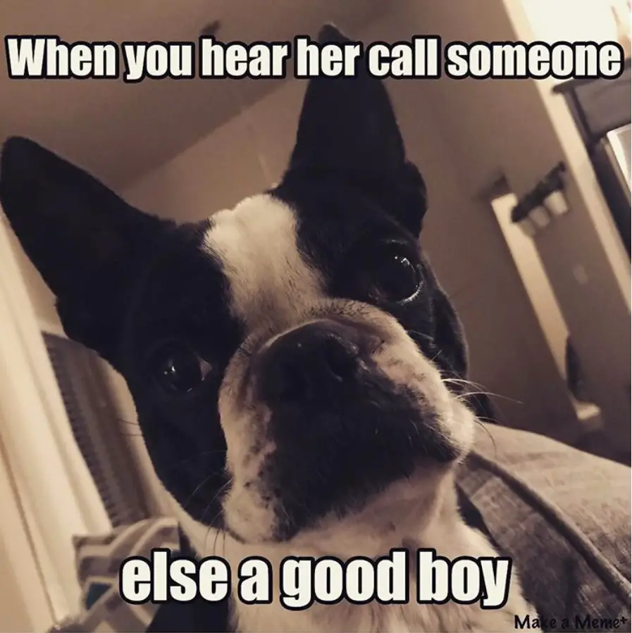 staring Boston Terrier photo with a text 