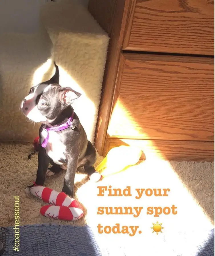 Boston Terrier sitting on the floor under the sun photo with a text 
