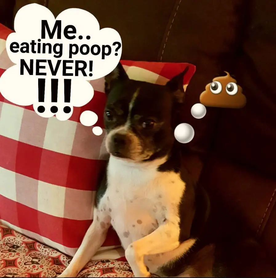 Boston Terrier sitting on the couch with its suspicious face with a poop emoji and a message cloud with text 