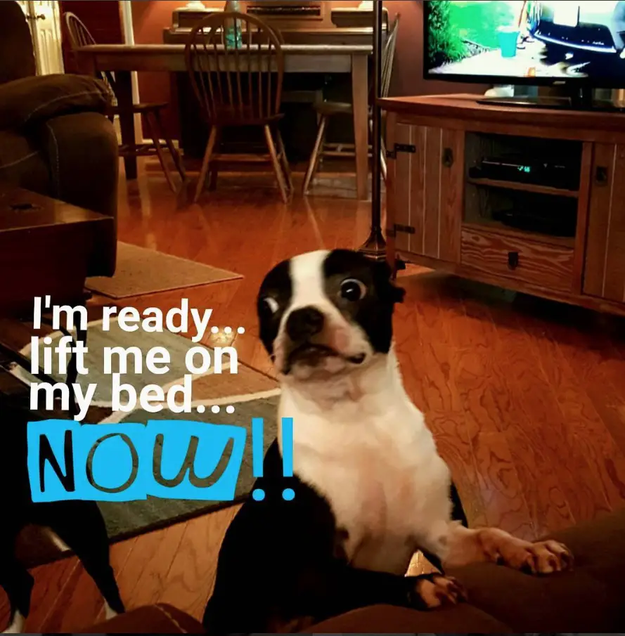 Boston Terrier standing up against the couch photo with a text 