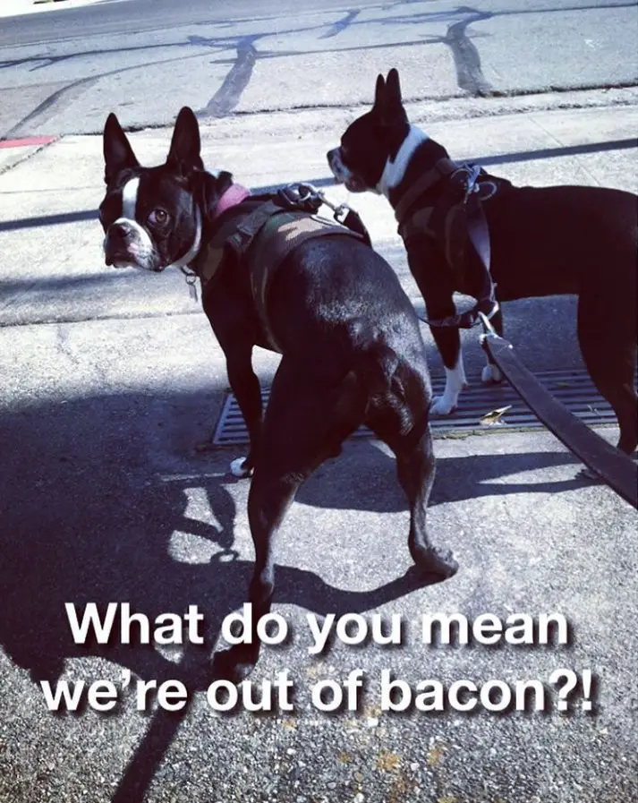two Boston Terriers walking in the street while one is looking back photo with a text 