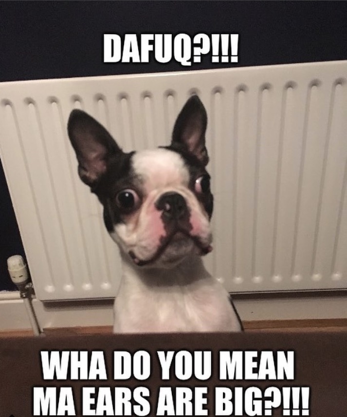 Boston Terrier peeking behind the table photo with a text
