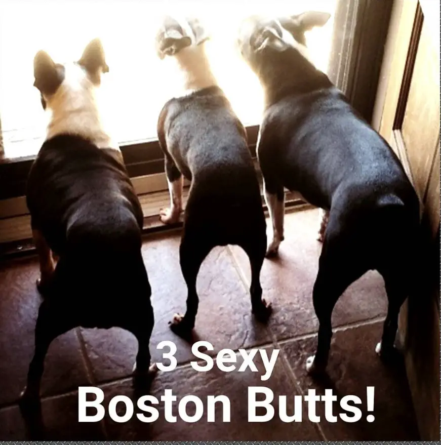 three Boston Terriers standing behind the front door photo with text 