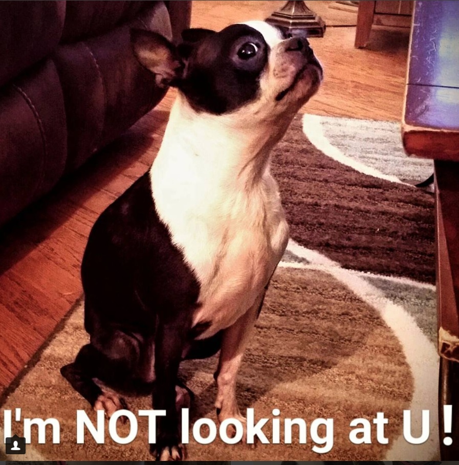 Boston Terrier sitting on the carpet while raising its chin up sideways photo with a text 