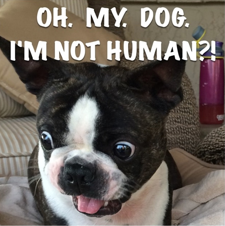 surprised face of a Boston Terrier while lying on the bed photo with a text 