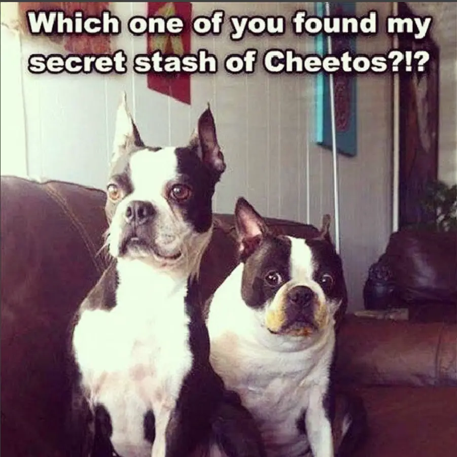 two Boston Terriers sitting on the sofa while the one behind has a smudged of cheetos in its mouth photo with a text 