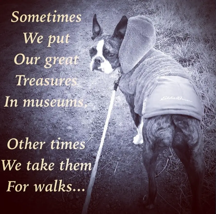 black and white photo of Boston Terrier wearing a jacket with a hoodie while looking photo with a text 