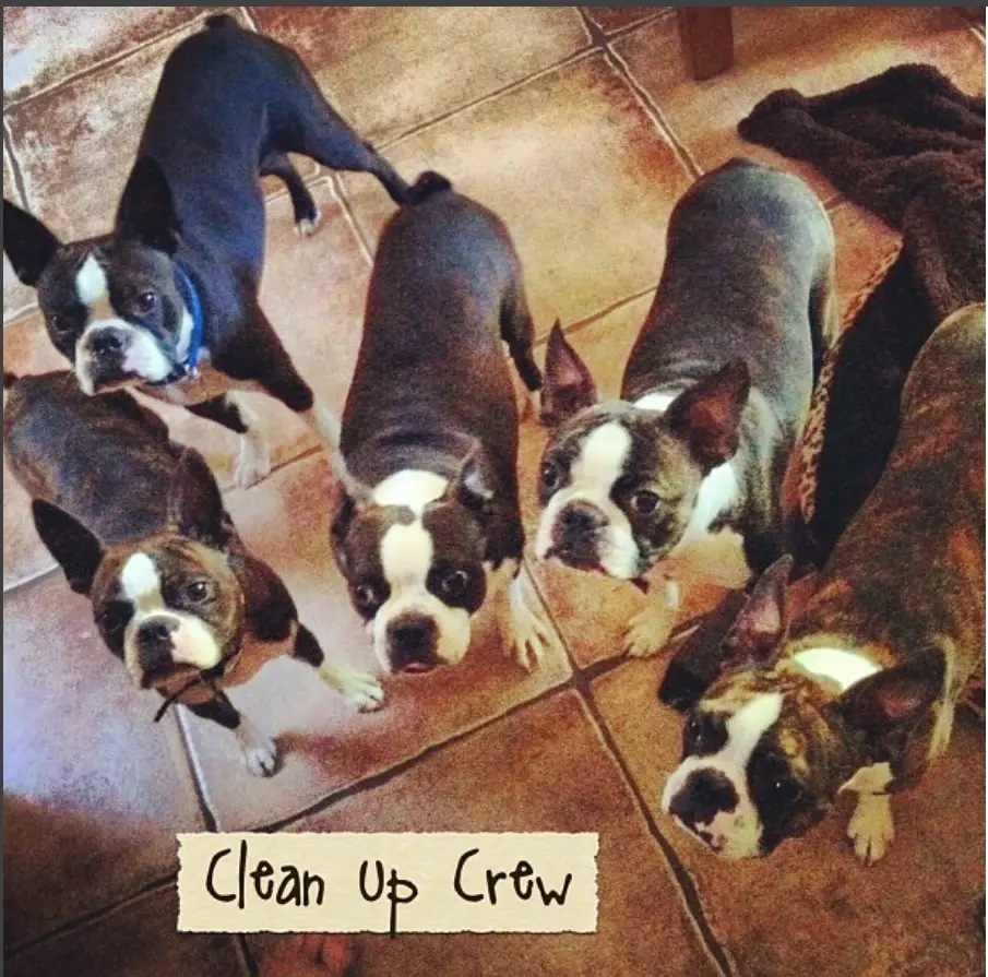 five Boston Terrier standing on the floor while looking up photo with a text 