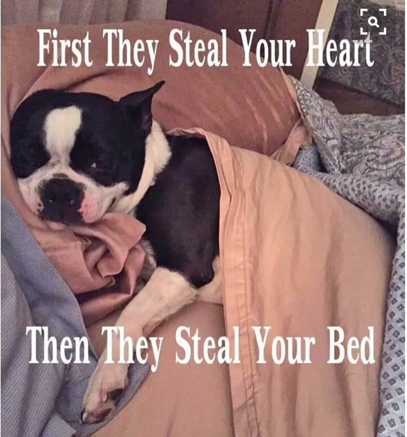 sleepy Boston Terrier snuggled in bed photo with a text 
