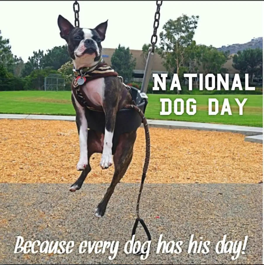 Boston Terrier in a swing at the park photo with a text 
