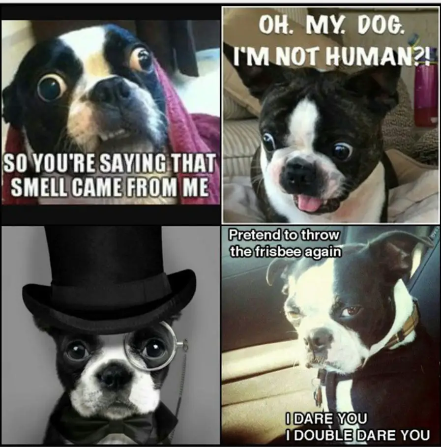 four photos of funny Boston Terrier memes