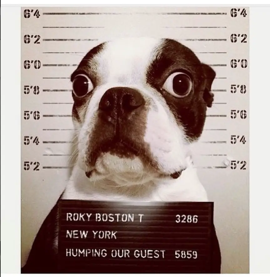 Boston Terrier in a mug shot with sign 