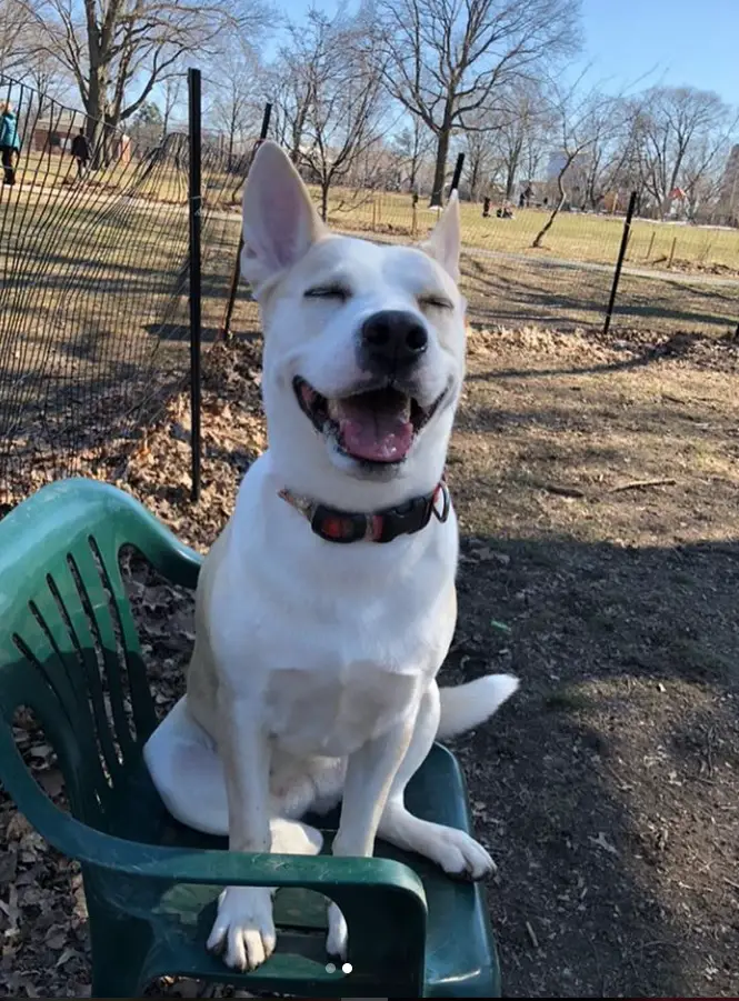 A Pitsky sitting on the chair in the yard