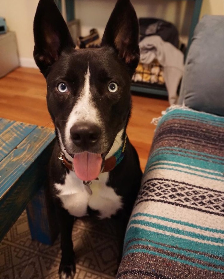 A Pitsky sitting on the floor with its tongue out