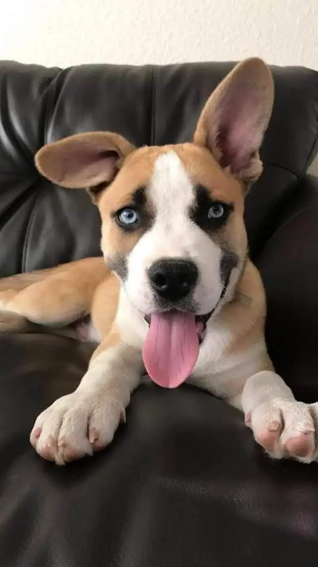 A Pitsky puppy lying on the couch with its tongue out