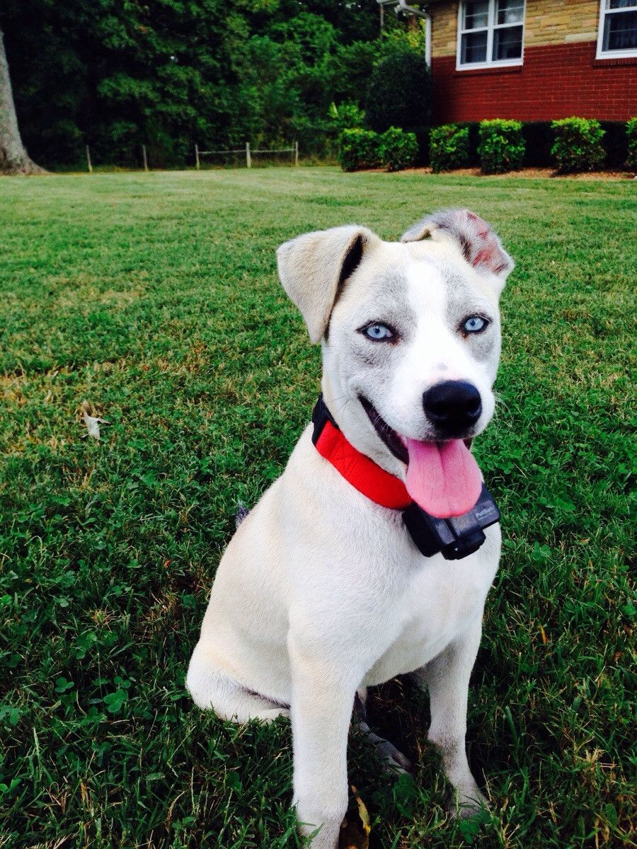 A Pitsky sitting on the grass in the backyard with its tongue out