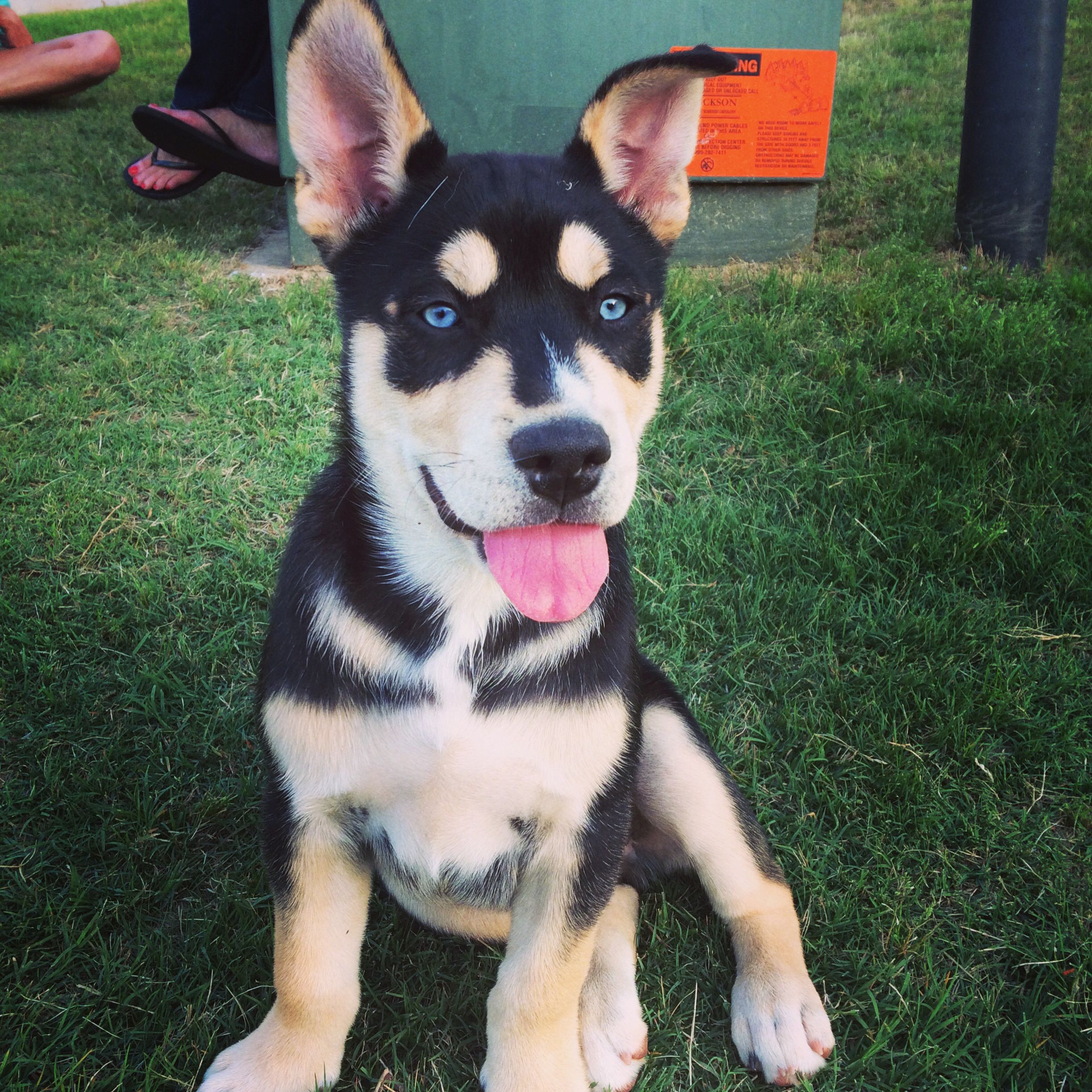 A Pitsky puppy sitting on the grass