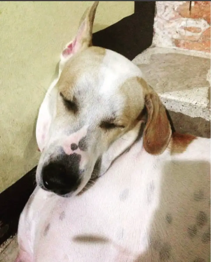 A Pitador lying on the floor while sleeping with its head leaning towards the wall