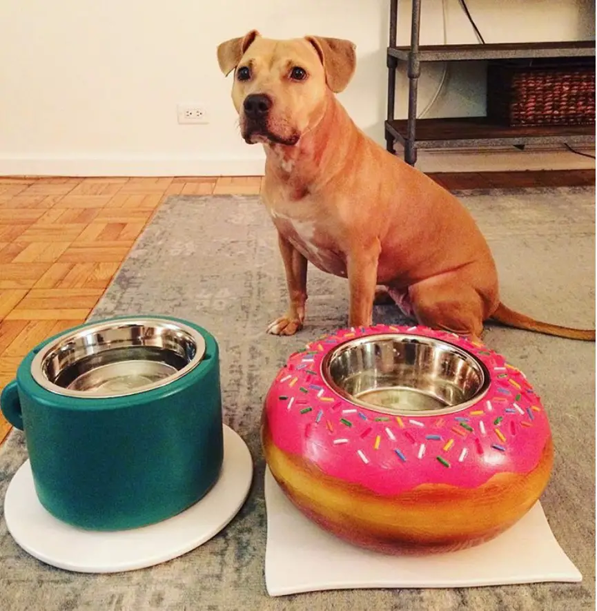 A Pitador sitting on the carpet behind his large donut and mug bowl