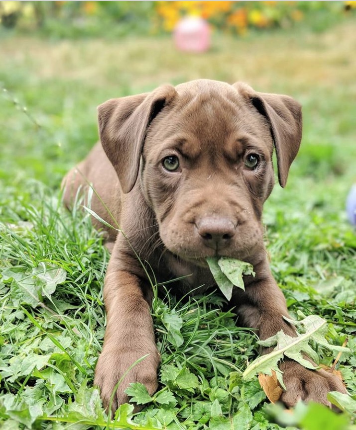 A Pitador puppy eating grass while lying in the yard