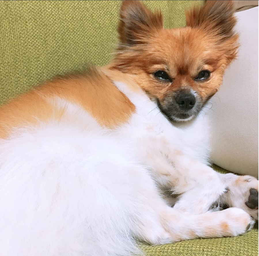 A Pomchi lying on the couch