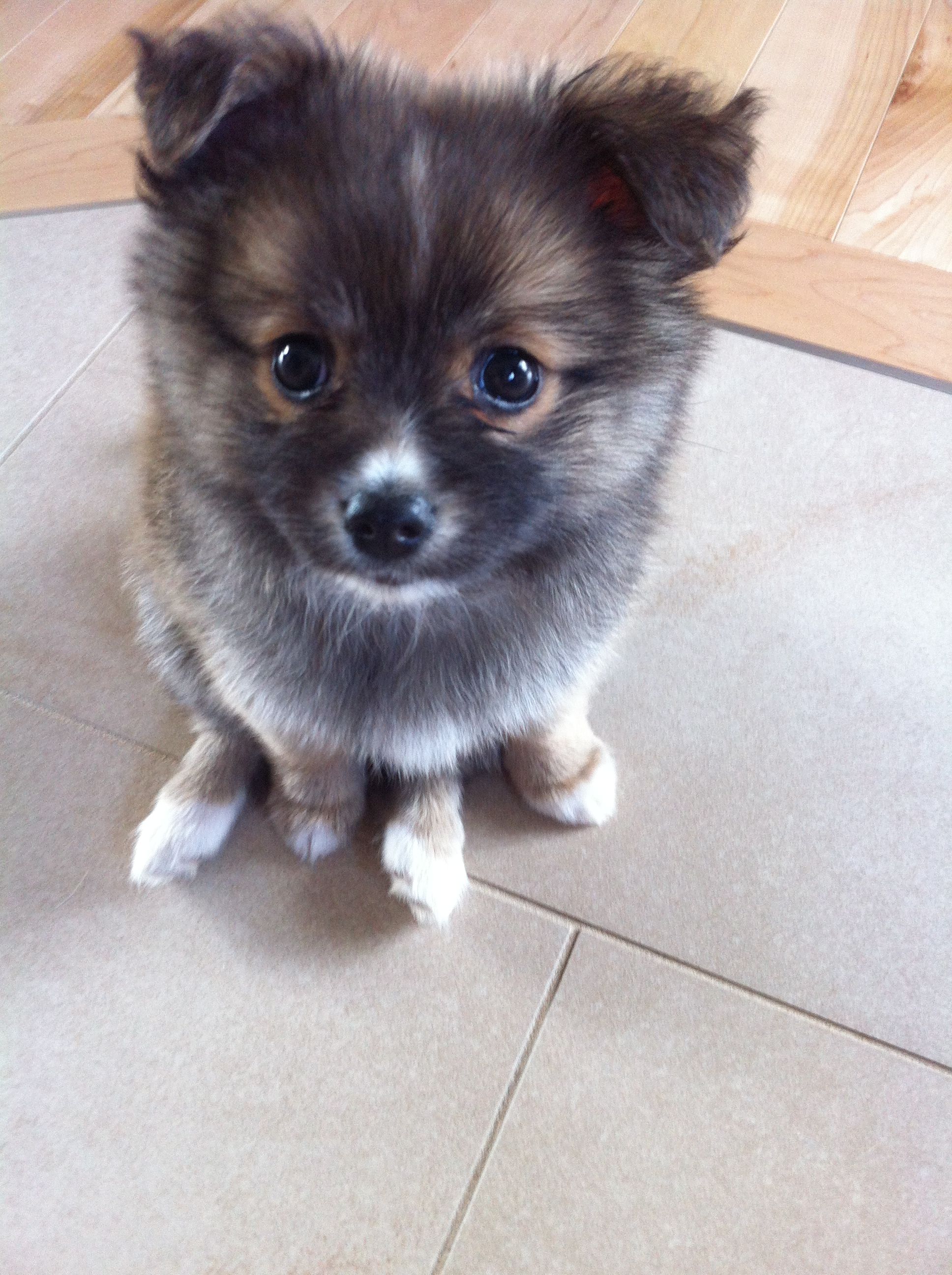 Pomchi puppy sitting on the floor