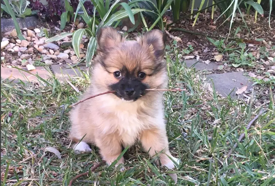 Pomchi sitting on the green grass in the garden