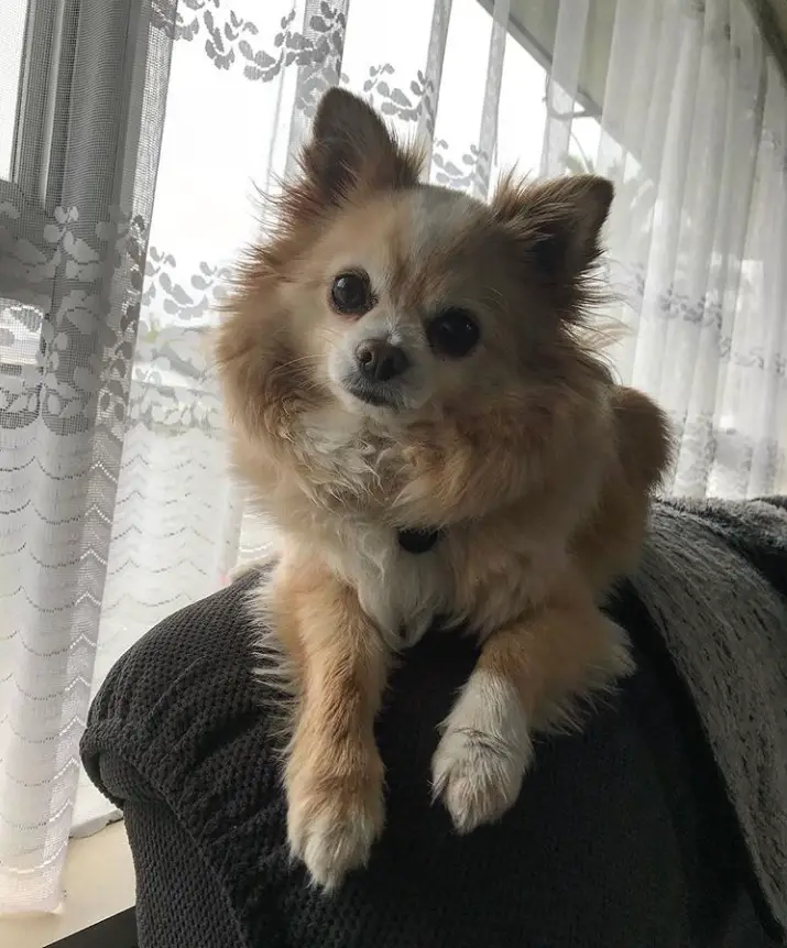 Pomchi lying on top of the couch by the window