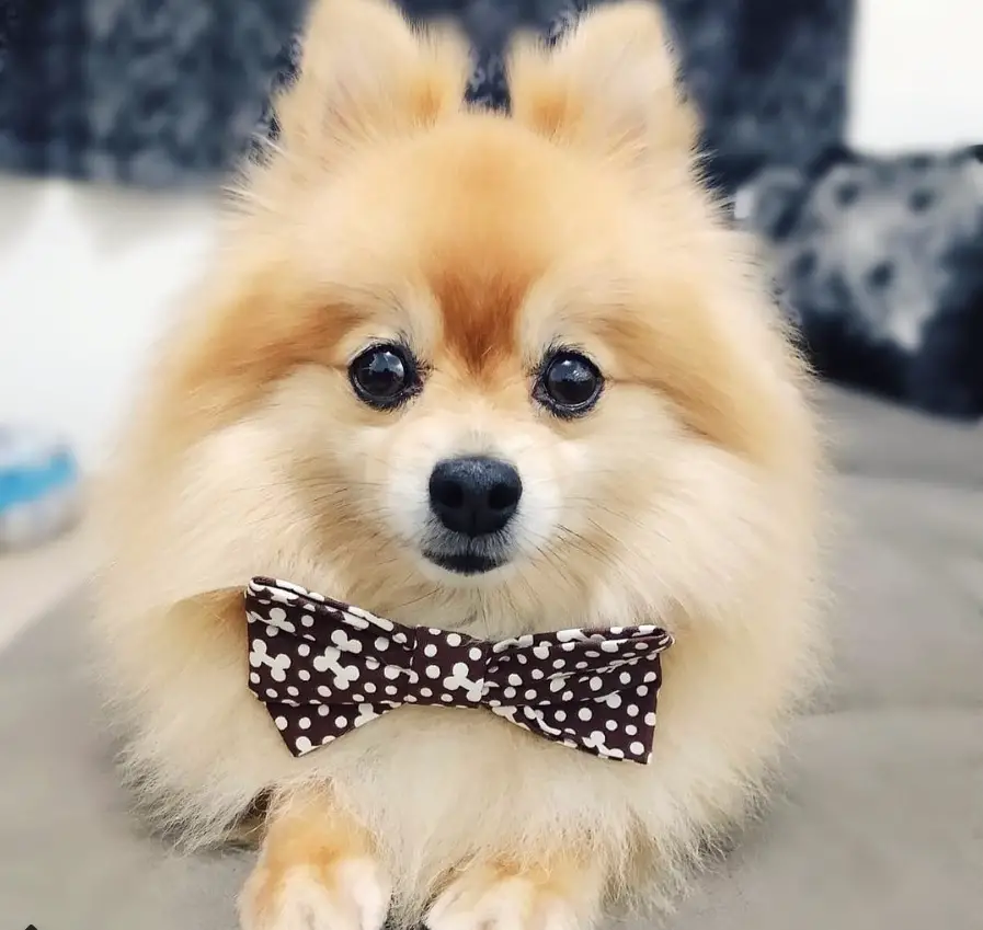 Pomeranian wearing a bow tie while lying on the couch